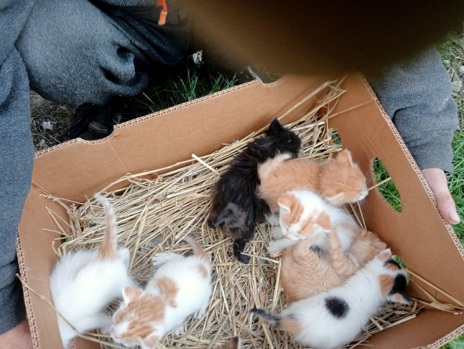 Oddam kotki w dobre ręce