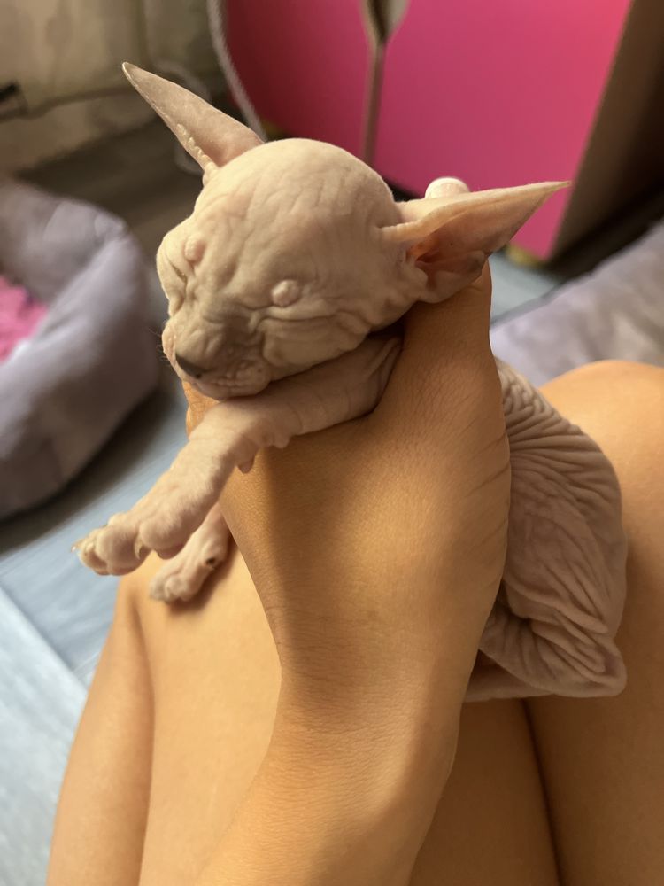 Котята донского сфинкса