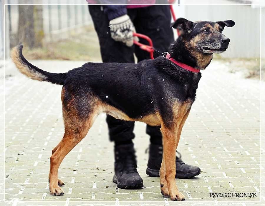 Szener – tak rzadko się uśmiecha
