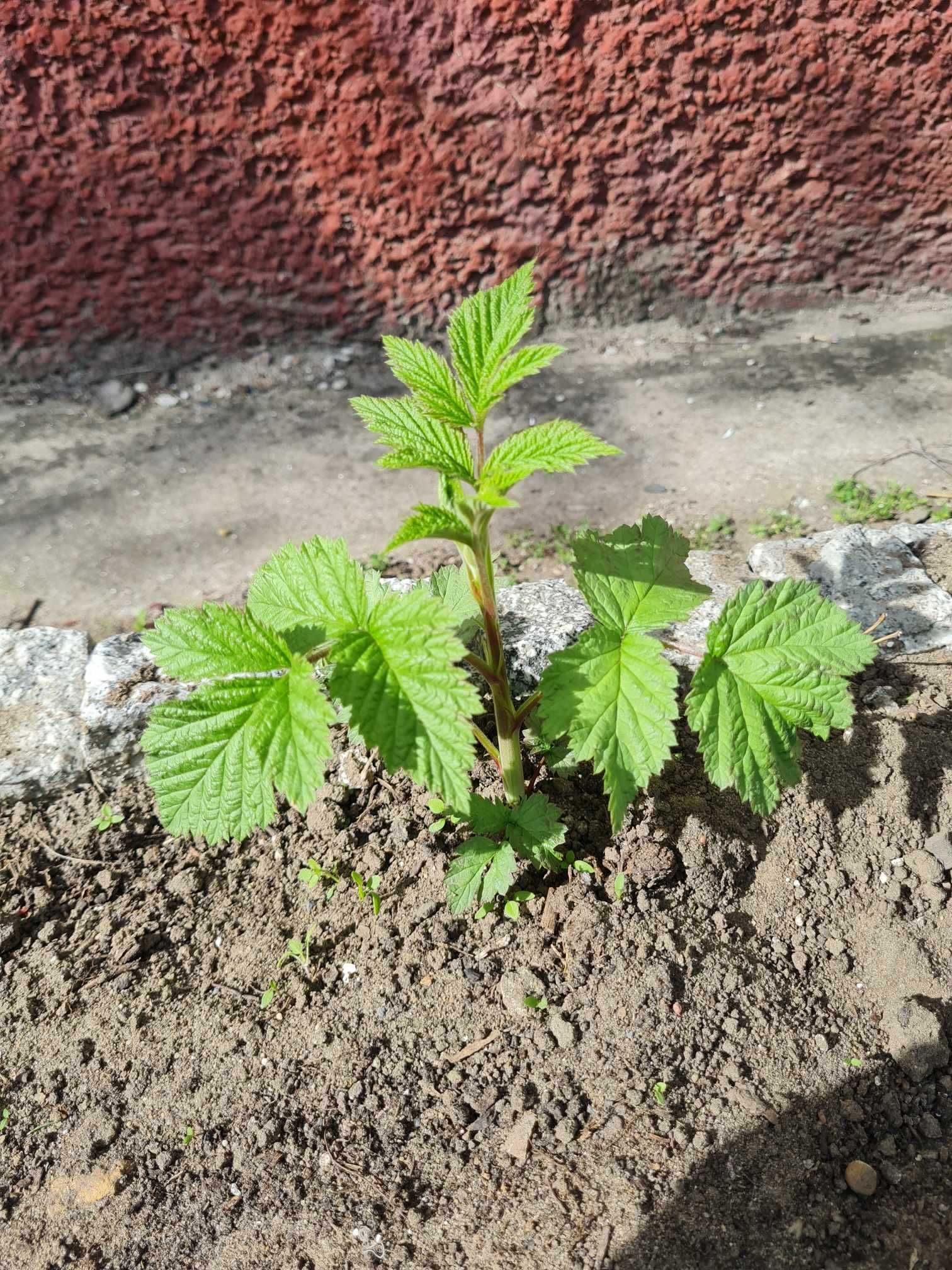 Sadzonki malin prosto z gruntu 5 szt