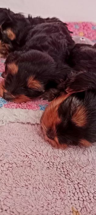 Цуценята Йоркширський тер'єр