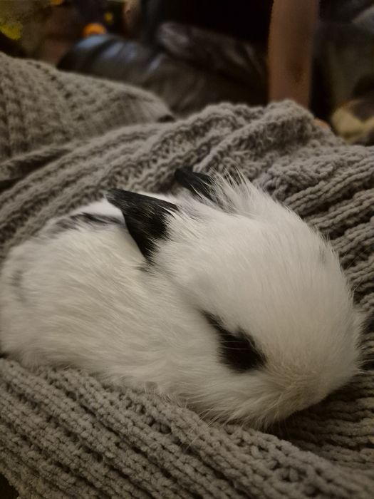 Królik lop , miniaturka