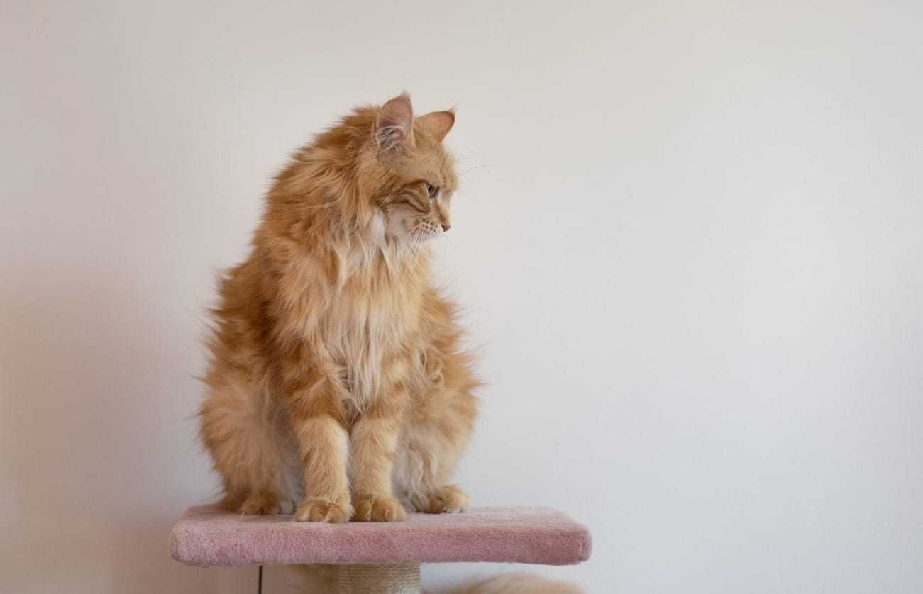 Koty Maine Coon sprzedam