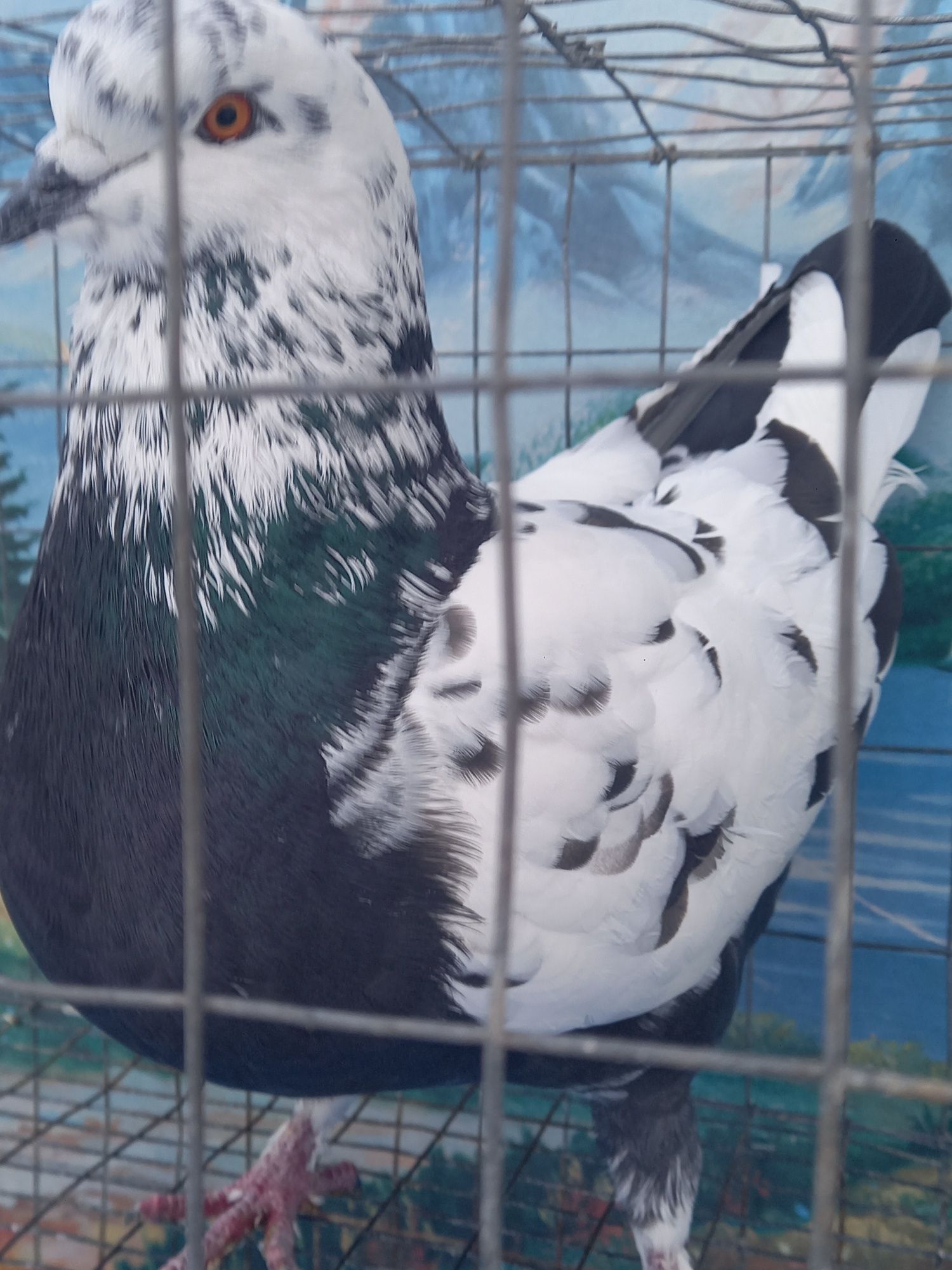 Продам голуби декоративні