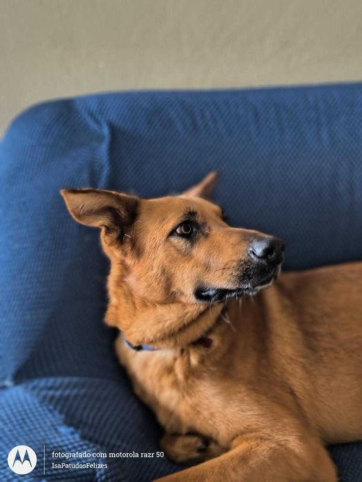 Machos de 1 ano para adoção responsável