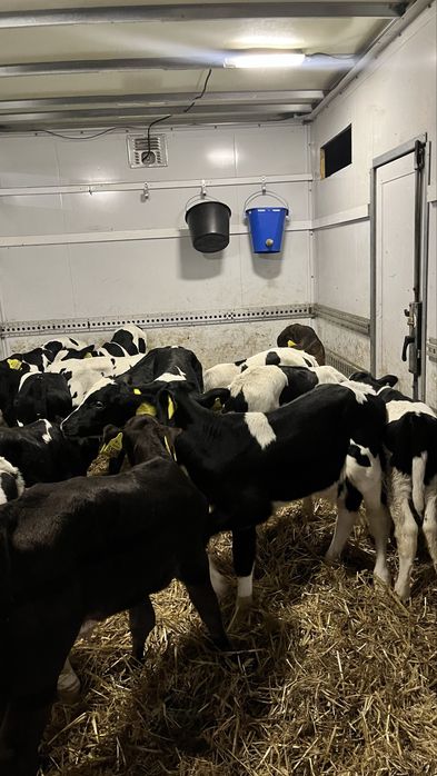 Sprzedam cielaki ciele