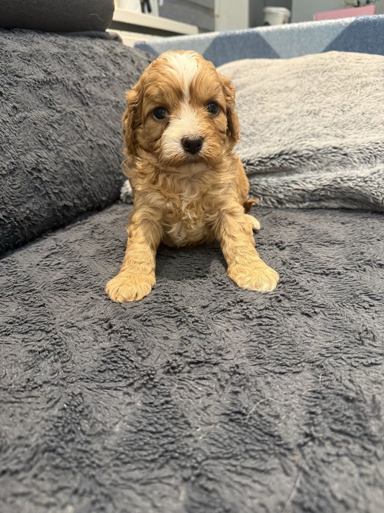Cavapoo śliczny szczeniaczek