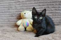 Трогательная малышка Мира в черной шубке очень хочет домой, котенок