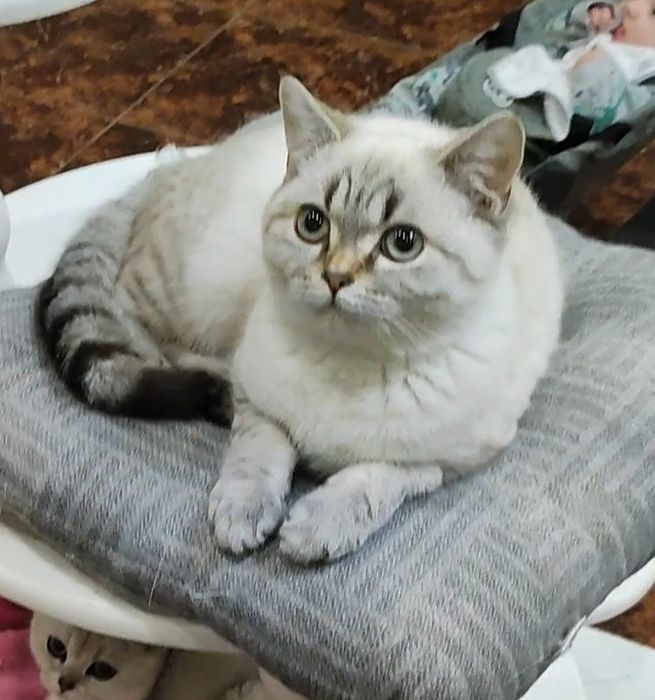 Мальчик шиншиллка поинт
