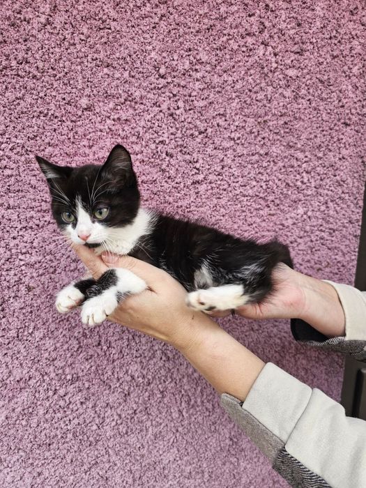 Кошенятко- хлопчик в добрі руки