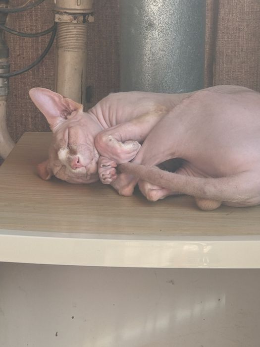 Кот Кекс канадский сфинкс ищет невесту для вязки