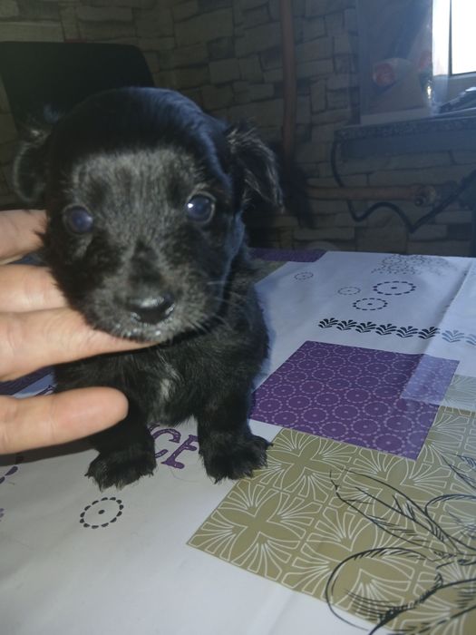 Oddam śliczne maluchy