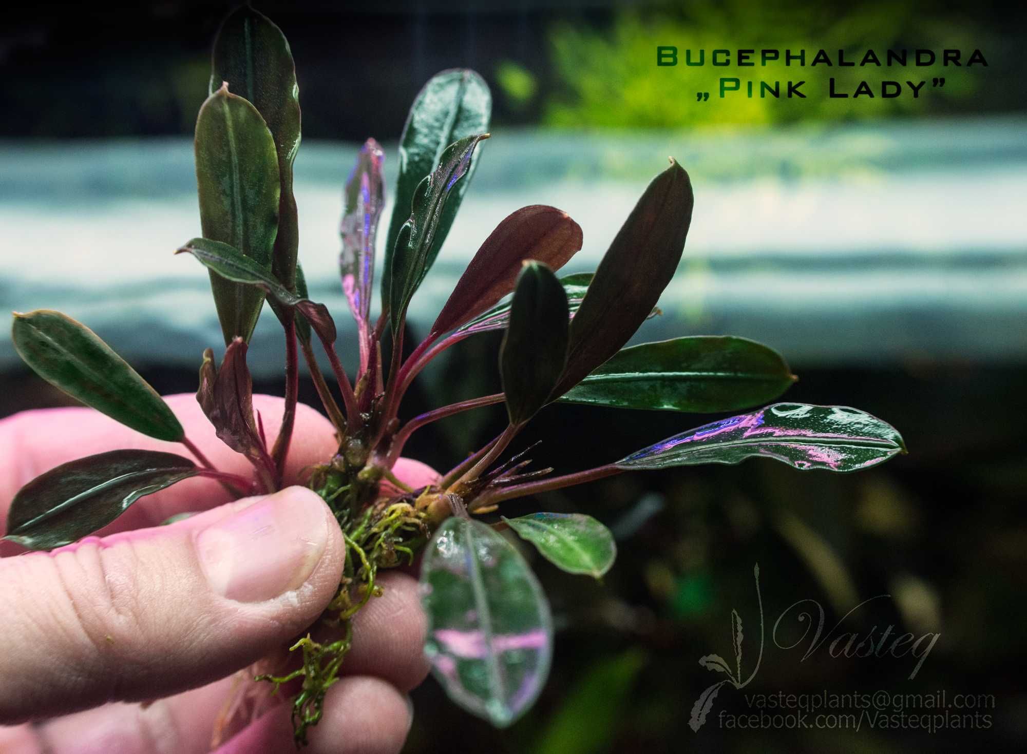 Bucephalandra "Pink Lady" od Vasteq