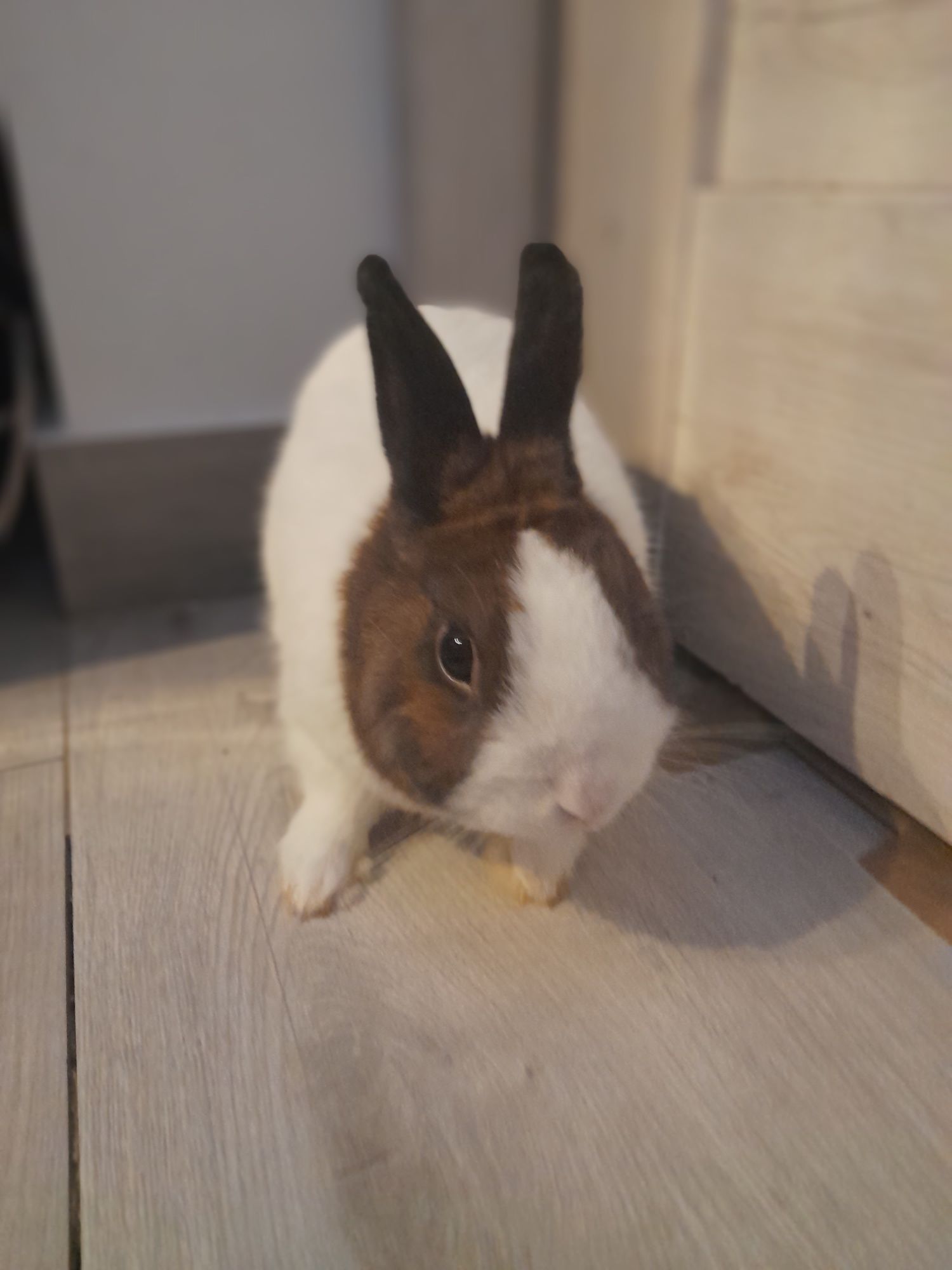Króliczek miniaturka