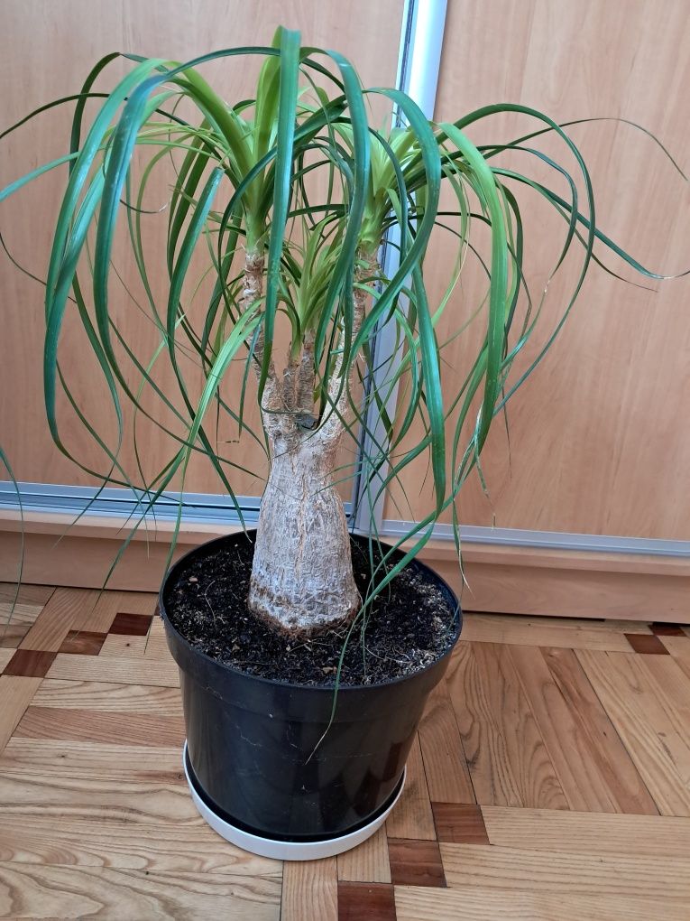 Figa figowiec duży kawa bonsai unikat