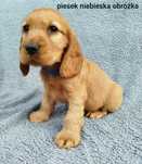 Szczeniaczek Cocker spaniel angielski