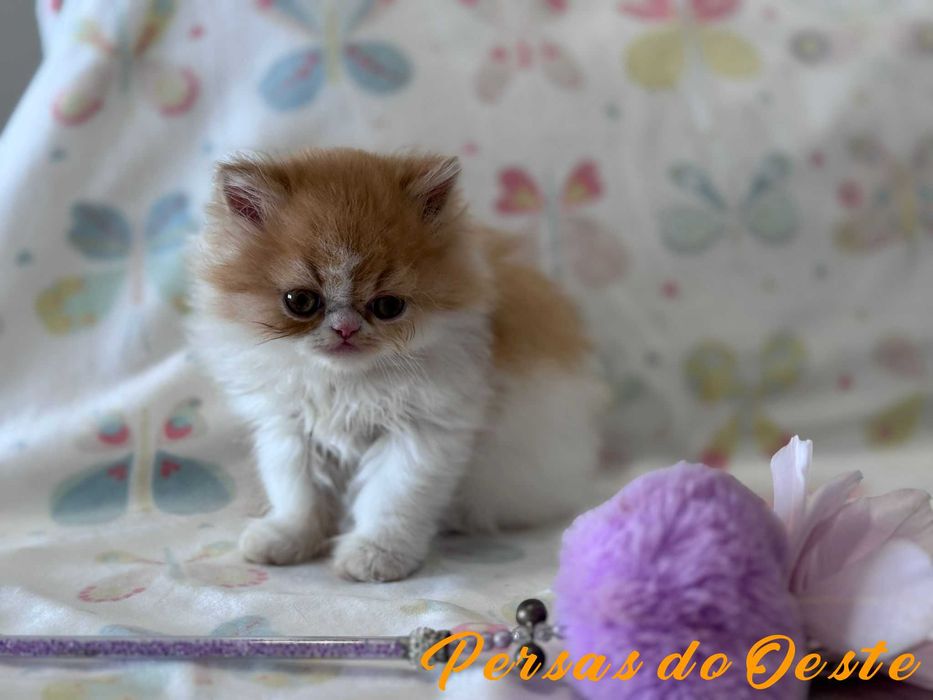GATO PERSA Bicolor vermelho