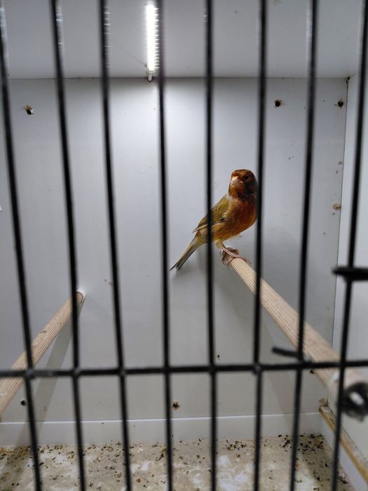 Kanarek Samiec Sprzedam