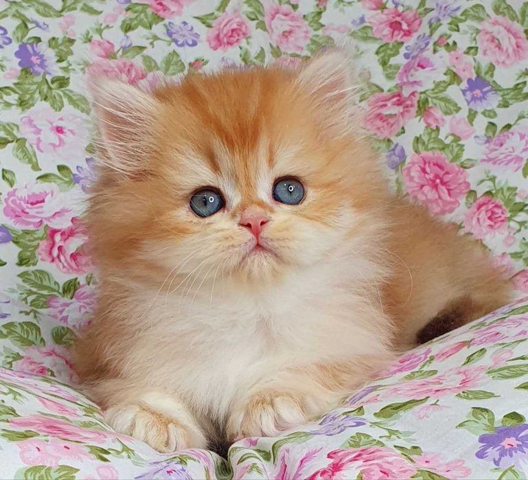 Золоті Британські довгошерсті хлопчик Круасан та Карамелька