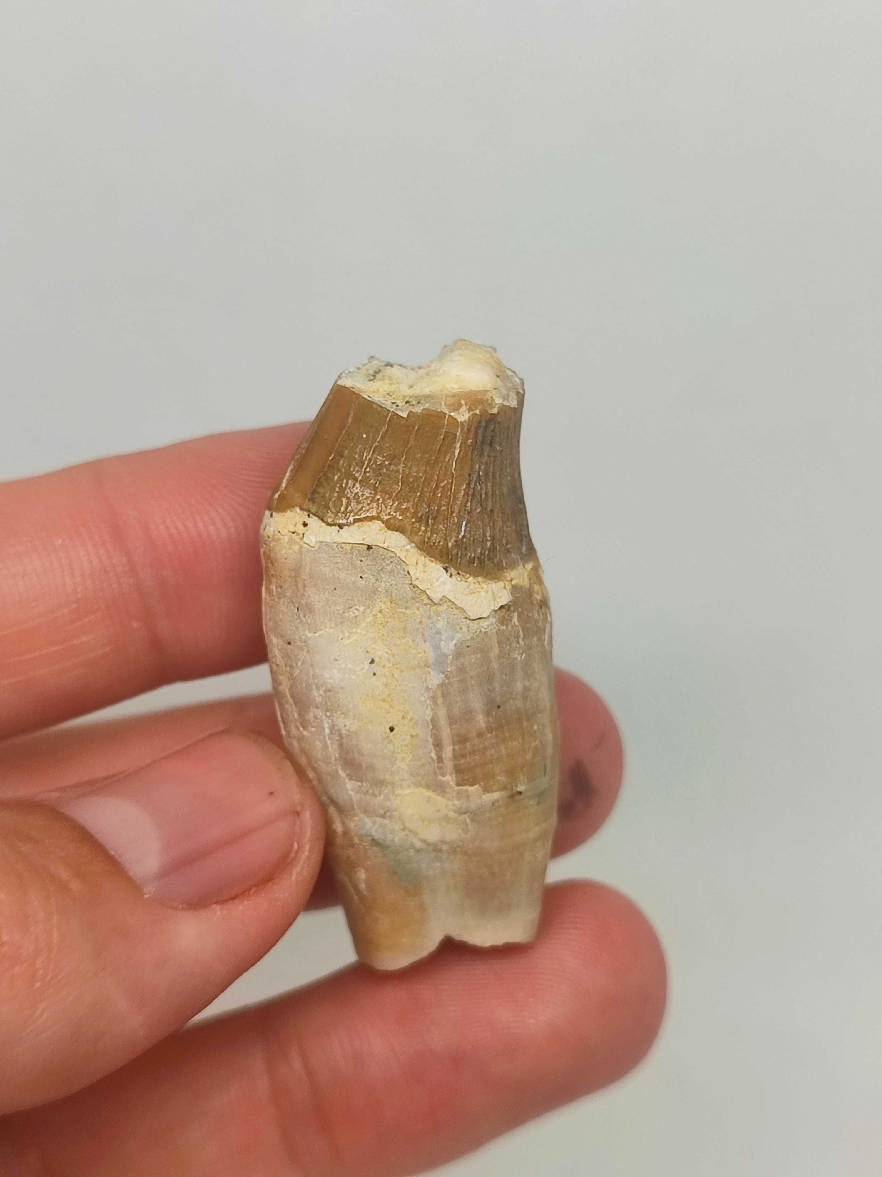 Fósseis dentes de Basilossauro