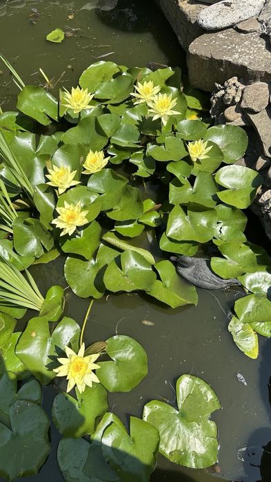 Лілії,німфеї,водна лилия