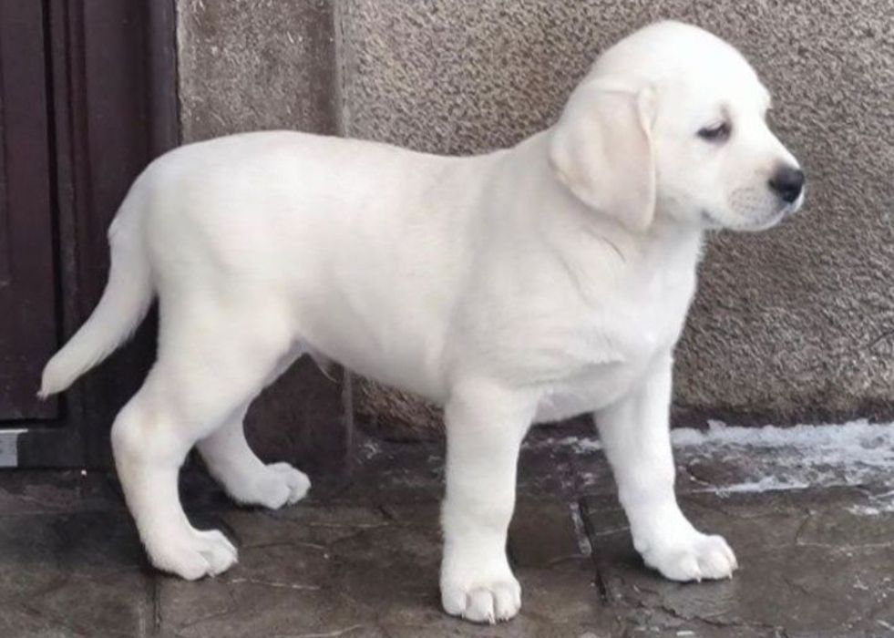 Білий Мішка Лабрадор Ретрівер цуценята з Документами Доставка Німечину