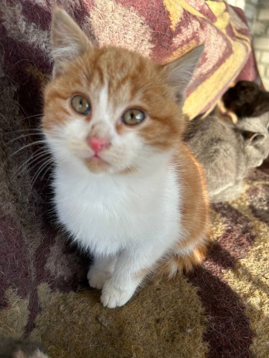 Кошенята у люблячі руки