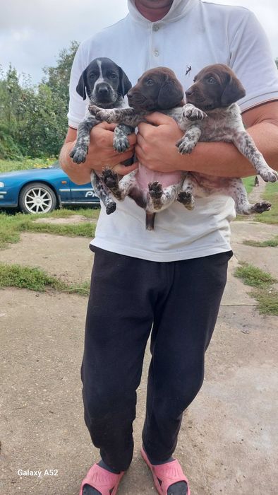 Хлопчик  і дівчатка  курцхаара - курцхара продам .