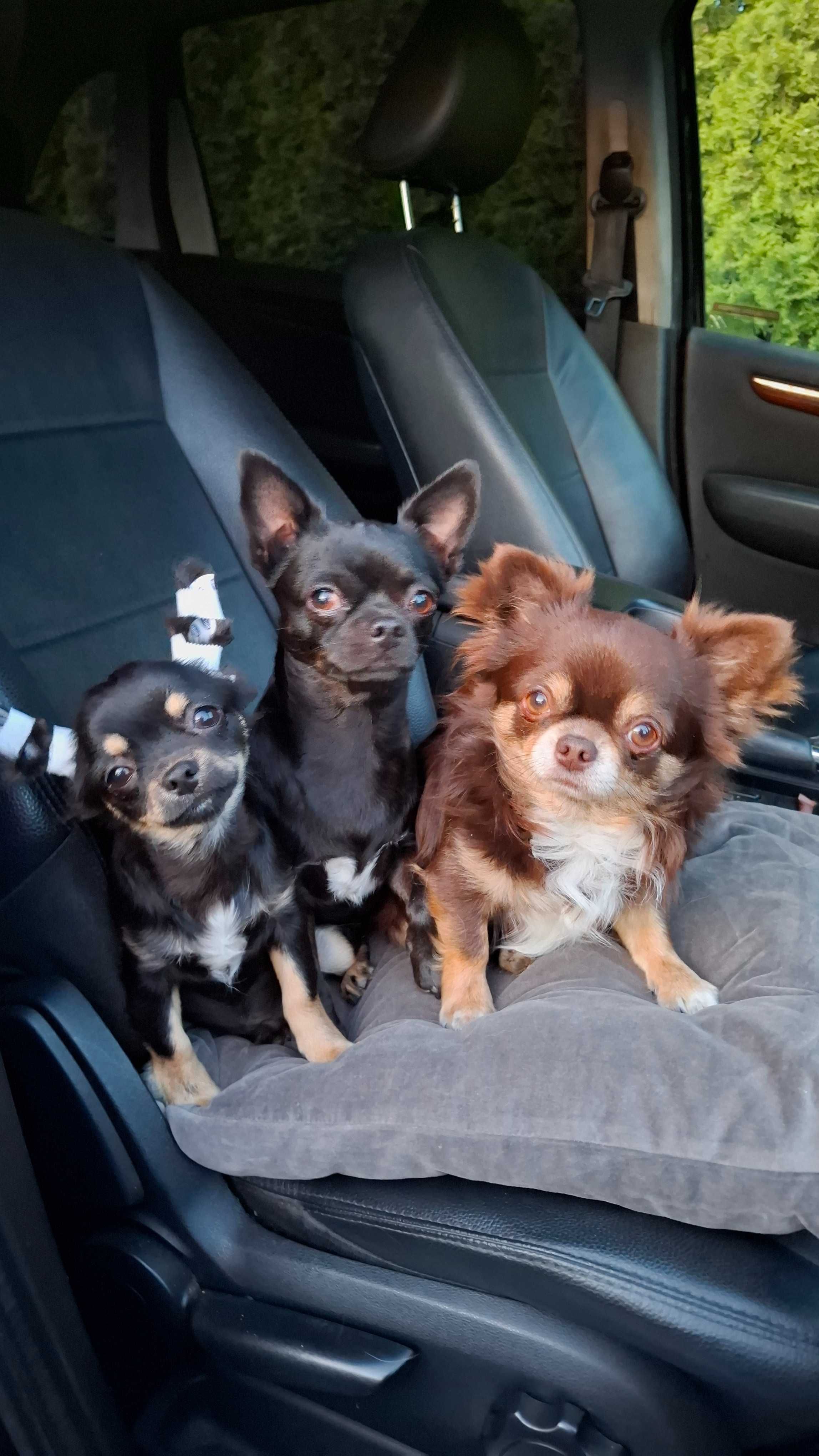 Czarno-podpalany długowłosy chihuahua samiec gotowy do odbioru/rodowód