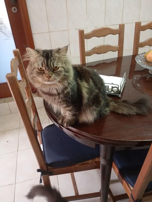 Menino persa blue tpop