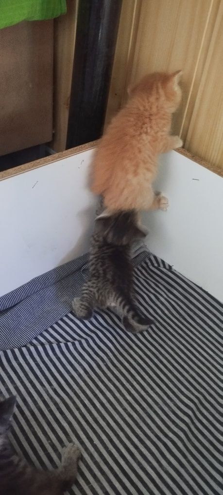 Рыжий котенок ищет друга