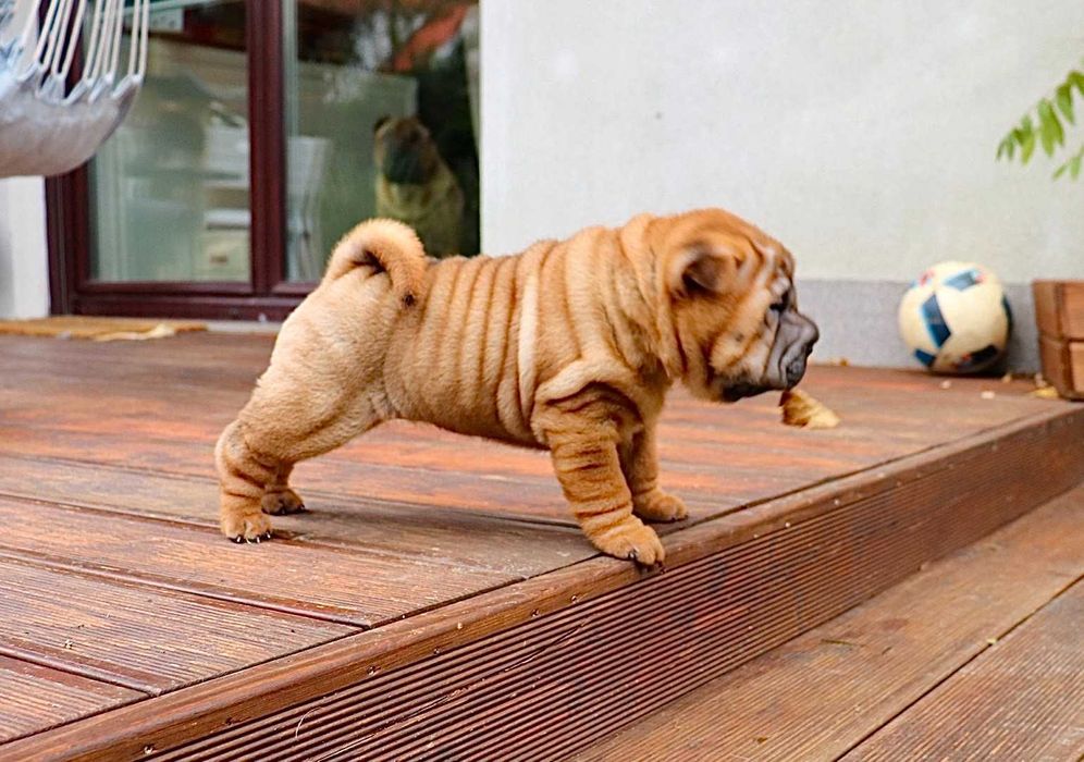 Shar pei szczenię z rodowodem ZKWP FCI