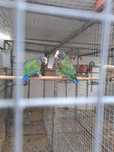 Preciosa pareja reproductora, de pionus