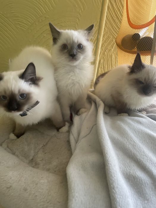 Kocurek i koteczka Ragdoll wnuki Chamiona Polski