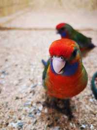 Разнообразные цветные попугаи розелла *(есть ручные)