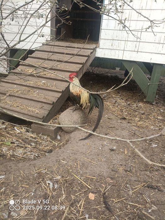 Sprzedam kury I koguty ozdobne