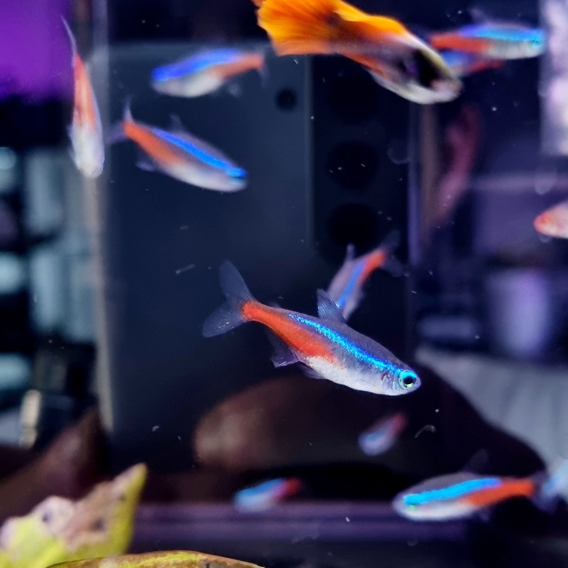 Neon innesa/neonek
