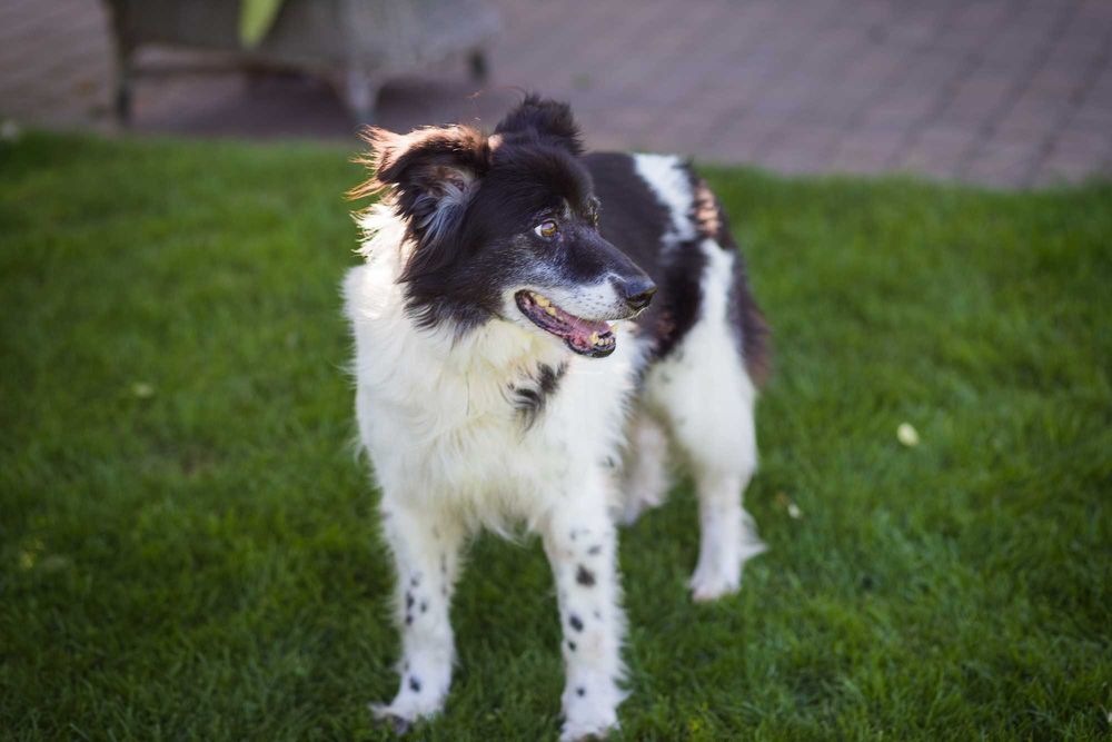 Przepiękny chłopiec w typie border collie czeka na dom