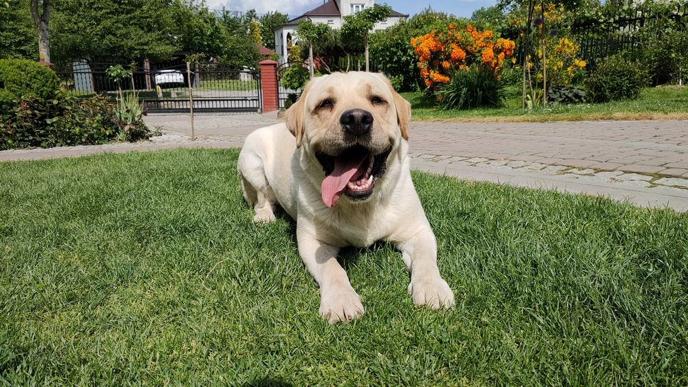 Labrador Retriever! Biszkoptowy pies! Grubej kości!