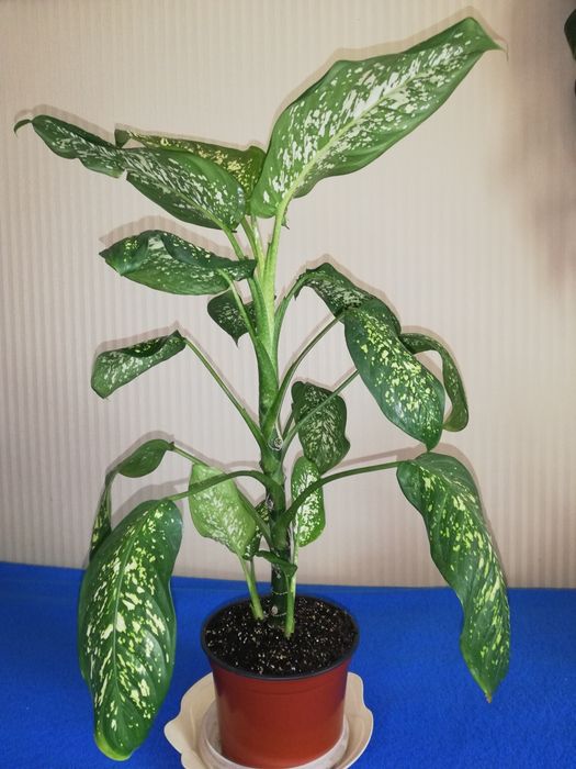 Кімнатна квітка діфенбахія