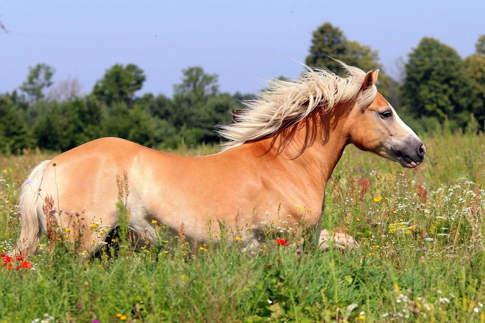 Wałach Haflinger