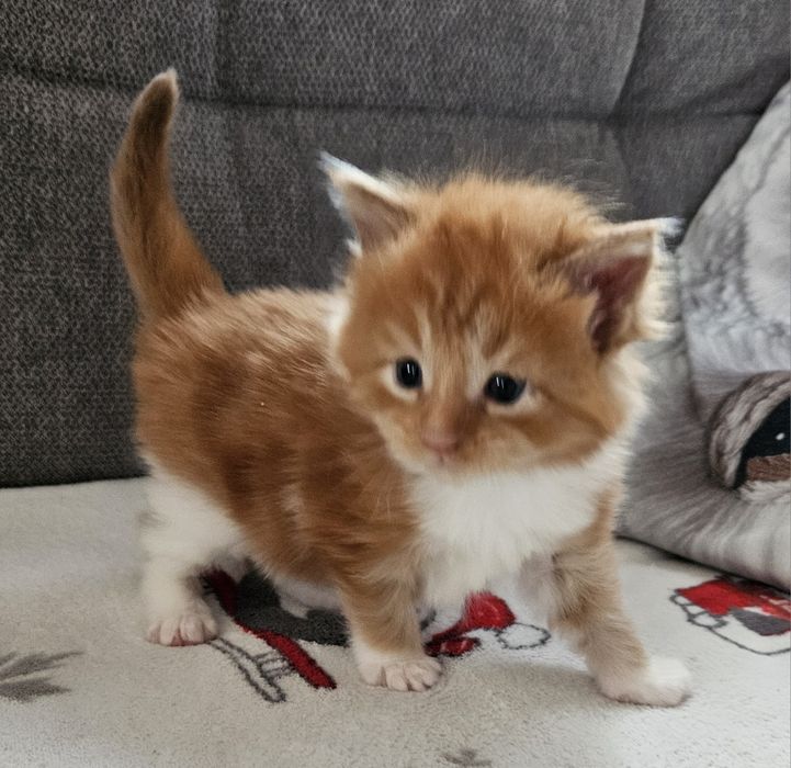 Rudy kawaler maine coon
