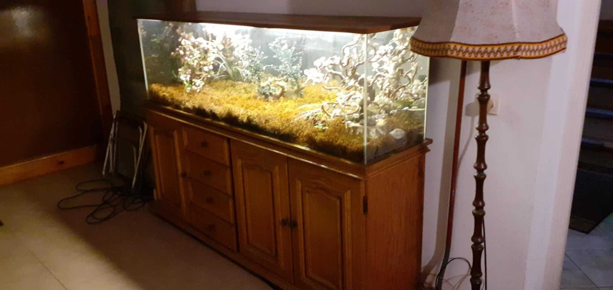 Dębowa komoda z terrarium
