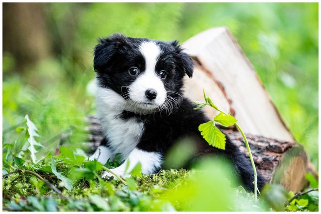 Border Collie FCI ZKwP