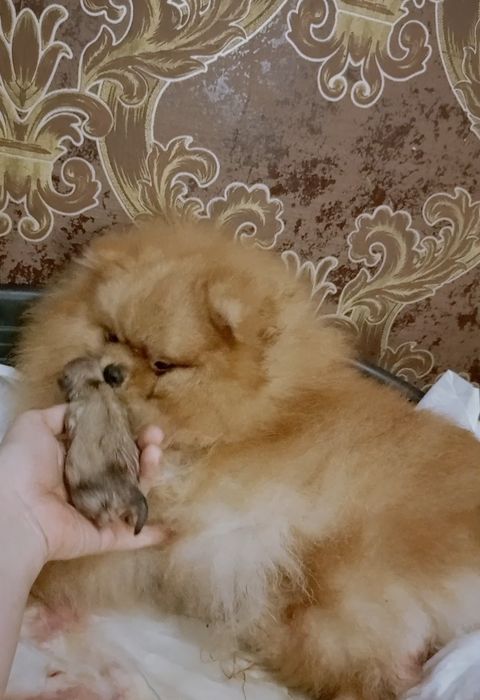 Померанські квіти породи шпиц