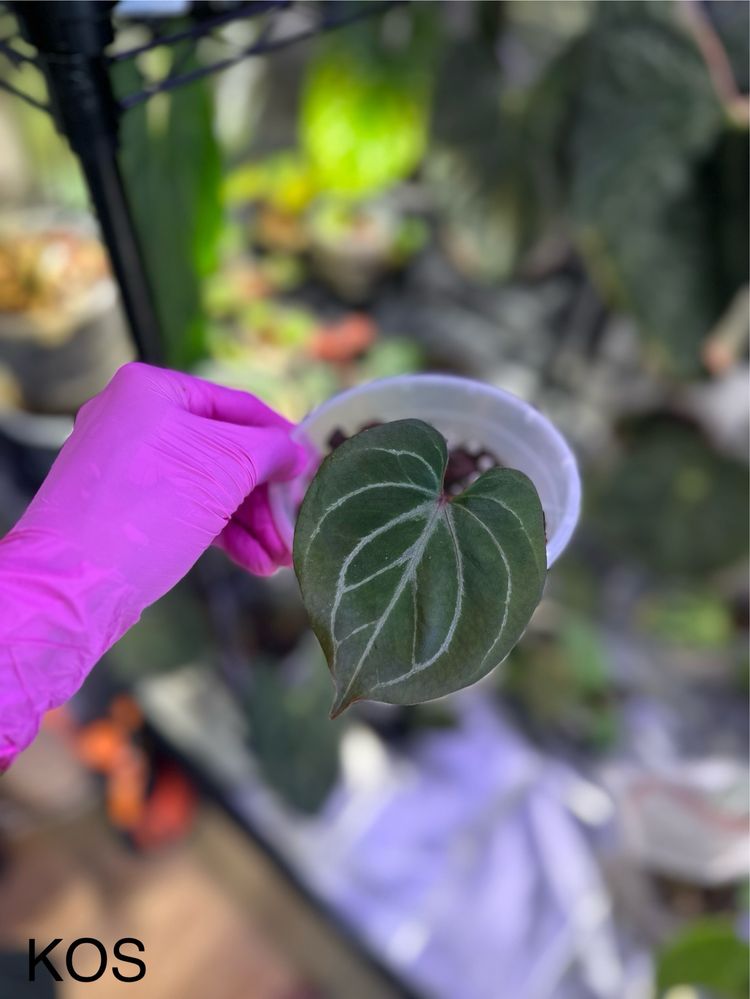 Anthurium kos hu king of spades