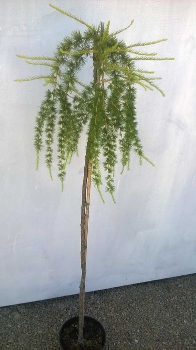 Modrzew płaczący PENDULA szczepiony NA PNIU wys. 150 cm