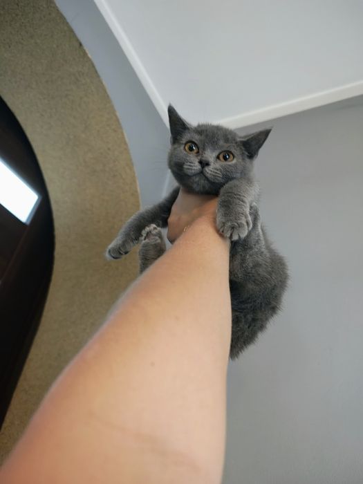 Kocurek hero brytyjski gotowy do odbioru