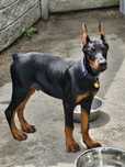 Doberman europejski chlopiec FCI