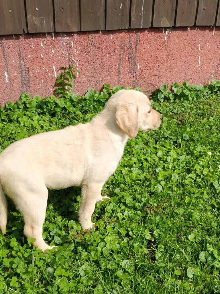 Labrador retriever szczeniak